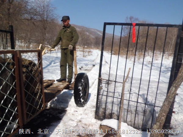 滁州野猪肉|淮北特种野猪苗|阜阳野猪养殖 