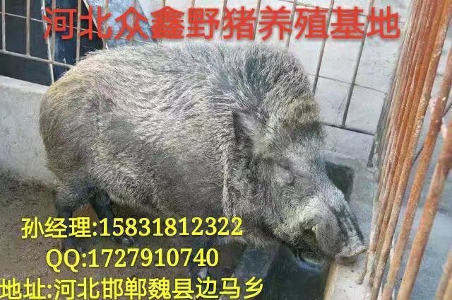 河北野猪  |石家庄野猪养殖专业合作社 