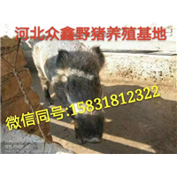 湖北野猪|   武汉野猪养殖专业合作社 