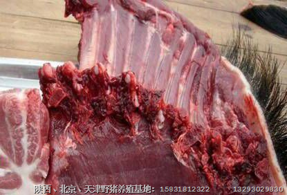 河北野猪肉 邯郸石家庄野猪养殖基地 