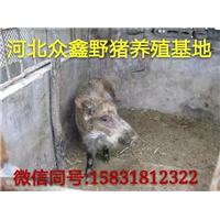 野猪行情   河北大型野猪养殖基地 