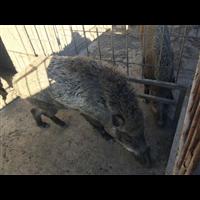河南野猪肉批发 郑州纯种野猪养殖基地 