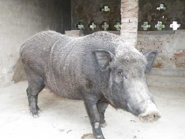 陕西野猪繁育基地 