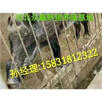 开封野猪养殖交易中心  适合创业选择 