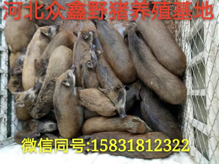 济宁野猪苗价格|  济宁野猪养殖基地 