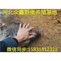 南昌野猪 江西大型野猪养殖交易中心 