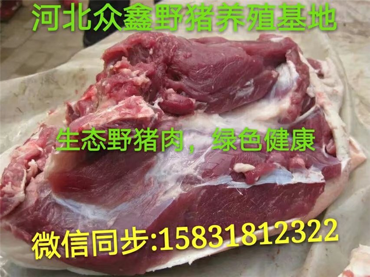 宁夏野猪养殖技术-宁夏野猪价格-生态野猪养殖基地 