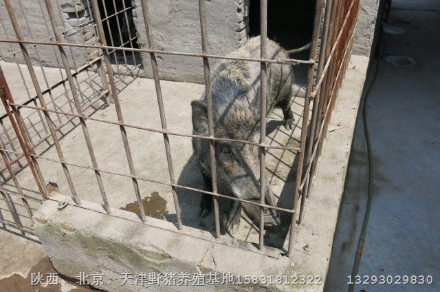 荆州野猪养殖场宜昌野猪苗襄阳纯种野猪价格 