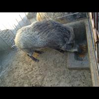 河北魏县众鑫野猪养殖 邯郸特种野猪肉价格 