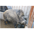 湖北襄阳纯种野猪养殖鄂州小野猪饲养基地 