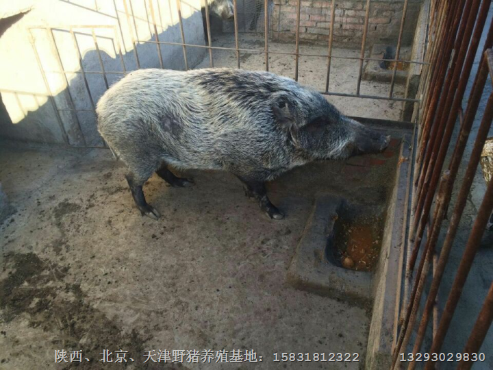 鹤壁野猪养殖场 新乡特种野猪肉价格批发 