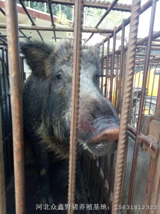 石家庄野猪养殖 平山特种野猪肉批发 