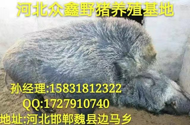 河北唐山纯种野猪养殖场  利润高 规模大 