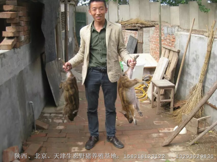商洛特种野猪养殖 杨凌生态野猪养殖基地 