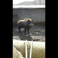 宝鸡野猪肉价格 咸阳纯种野猪养殖基地 