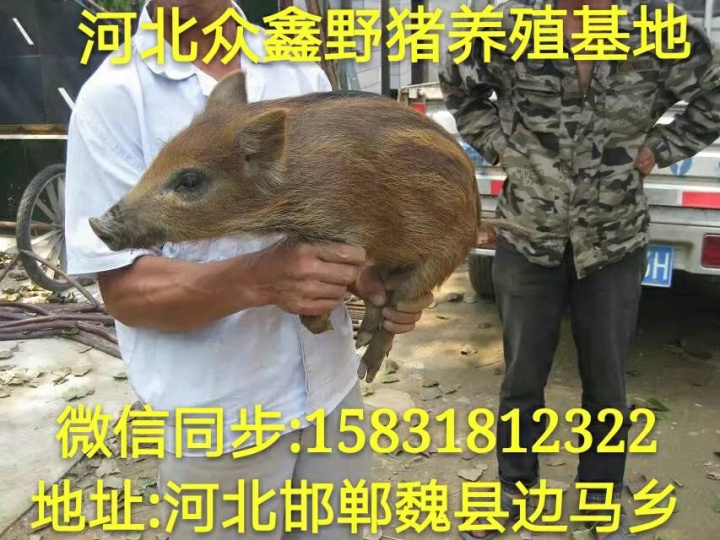 沈阳野猪 辽宁大型野猪养殖交易中心 