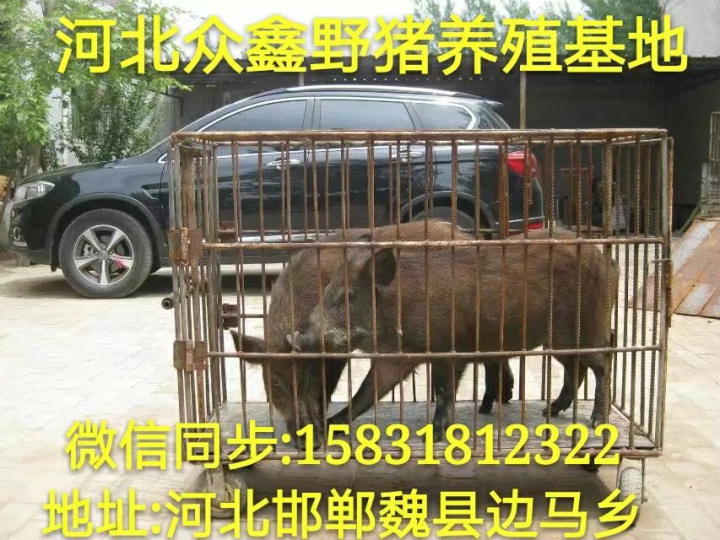 长沙野猪 湖南大型野猪养殖交易中心 