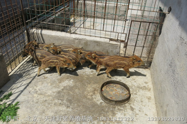 陕西商洛野猪苗安康特种野猪繁育基地 