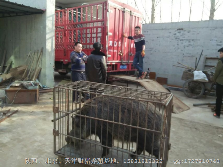 陕西野猪养殖基地 销售热线：15831812322 