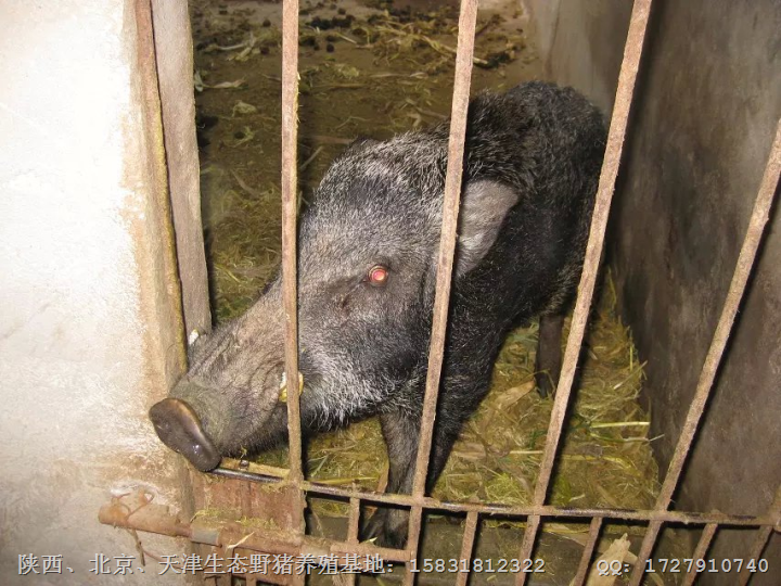 石家庄野猪肉|石家庄纯种野猪|野猪苗价格 