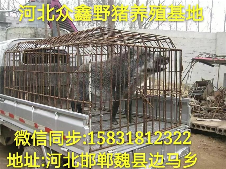 安徽野猪养殖技术-安徽野猪价格-生态野猪养殖基地 