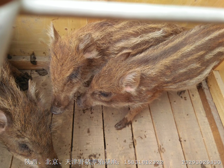 湖南纯种野猪 江苏特种野猪养殖基地 