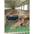 太原野猪苗|阳泉野猪养殖|朔州野猪肉价格 
