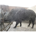 信阳野猪|信阳野猪养殖场|信阳野猪销售 
