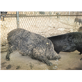 陕西野猪养殖专业合作社出售野猪苗、野猪肉 