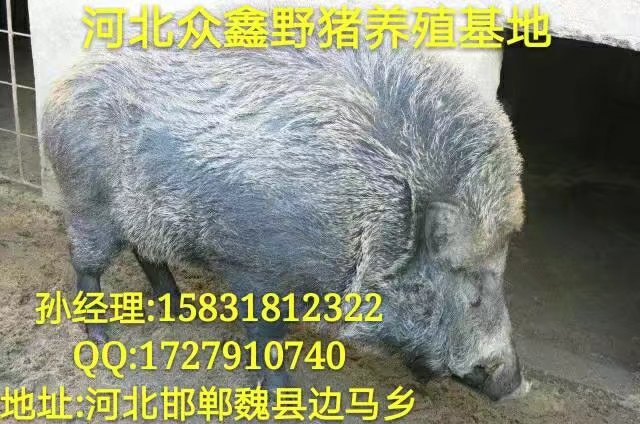 张家口野猪养殖场   质量好  规模大 