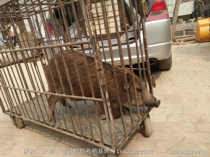 山西野猪|临汾野猪肉|临汾野猪养殖基地 