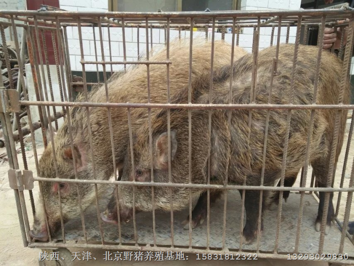 山西野猪肉|长治纯种野猪|长治野猪养殖场 