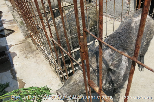 江苏特种野猪肉销售电话：15831812322 