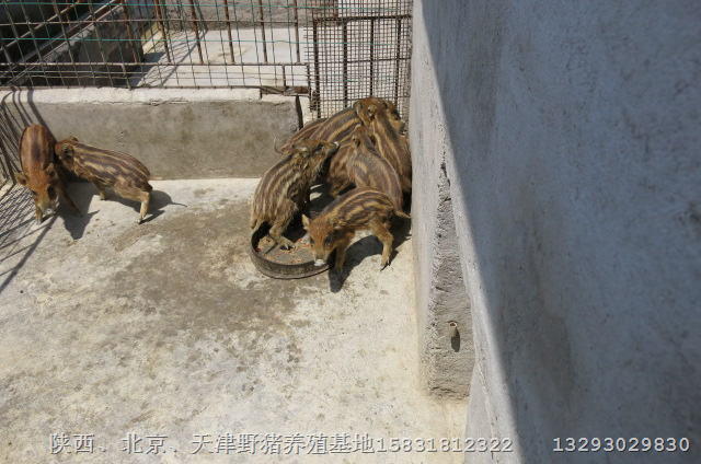 鄂州特种野猪价格荆门纯种野猪黄冈小野猪 