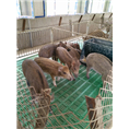 邯郸野猪|邯郸野猪养殖|邯郸小野猪养殖场 