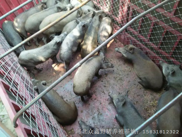 河北承德纯种野猪养殖火热进行中。。。 