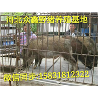 山西野猪养殖技术-山西野猪价格-生态野猪养殖基地 