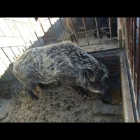 吉林纯种野猪价格 长春野猪肉礼品盒 