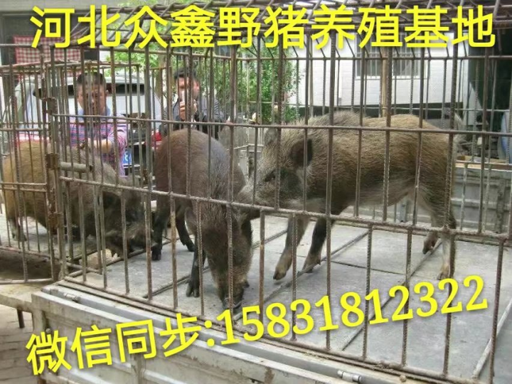 武汉野猪 湖北大型野猪养殖交易中心 