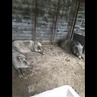孝感野猪养殖前景 咸宁纯种野猪养殖基地 