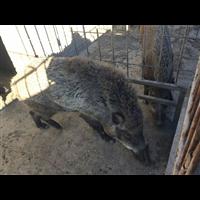 开封野猪肉价格 洛阳特种野猪苗批发 
