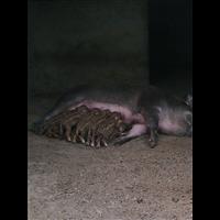 河南特种野猪肉 郑州野猪养殖基地 