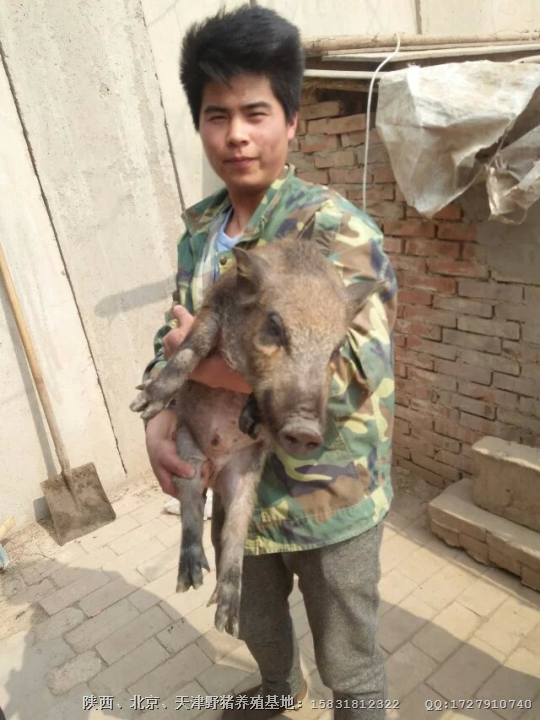 辽宁野猪养殖基地 咨询热线：15831812322 