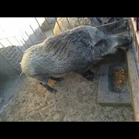 通化纯种野猪养殖 白山特种野猪养殖基地 