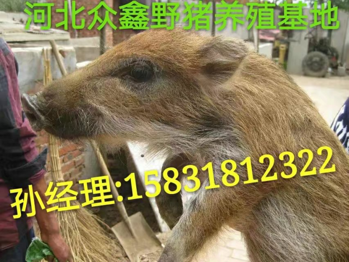 陕西**的野猪养殖基地在哪里？ 野猪苗什么价格 