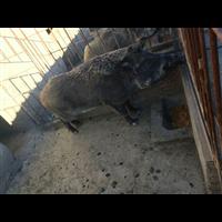 武安纯种野猪养殖 峰峰特种野猪肉价格 