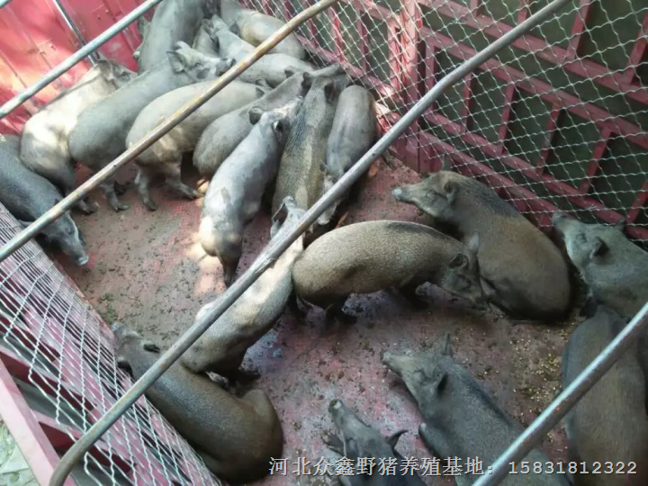 衡水地区有野猪养殖基地吗？  规模怎么样？ 