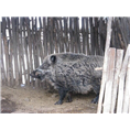 河北邯郸野猪养殖专业合作社批发野猪肉 