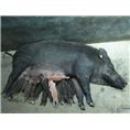 北京野猪|北京野猪肉价格|北京野猪批发 