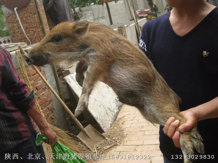 郑州野猪养殖场新郑正宗野猪肉味道好 
